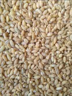 Jau Ki Guli