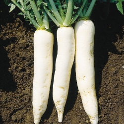 Radish