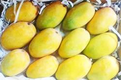 Mango (Kesar)