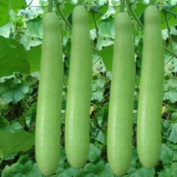 Bottle Gourd