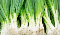 Spring Onion