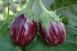 Capsicum (Red) Organic