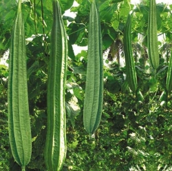 Bottle Gourd (Organic)