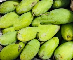 Mango (Totapuri)