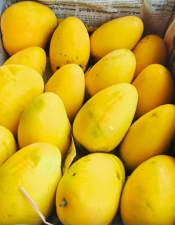 Mango (Badami)