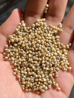 Pearl millet